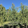 LandscapeHub Employee Brandon Brelewski's profile photo