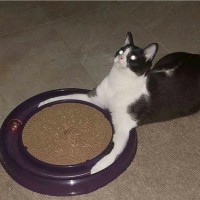 Zumiez Employee Mikey Ortega's profile photo