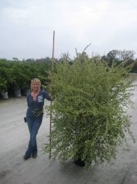 Carolina Nurseries Employee Mindy Money's profile photo