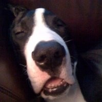 BARK Employee Matt Meeker's profile photo