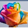 DMBC Employee Rose Moore's profile photo