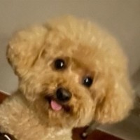 Chen Zipei Email