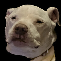 Diamond Pet Foods Employee Mojo Dogo-Argentino's profile photo