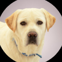 Lumigo Employee Django the Guide Dog's profile photo