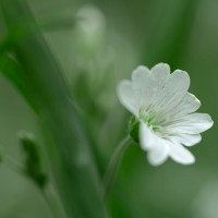 A Suivre Employee Nancy Brodeur's profile photo