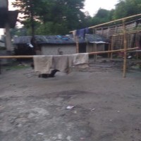 Ramesh Dev Email