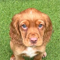 Kirkton Controls Ltd Employee Ian Stewart's profile photo