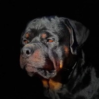 Bully Industrial Employee Mike Meyers's profile photo