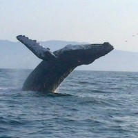 Hammerspace Employee John Cagle's profile photo