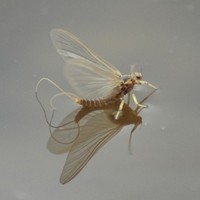 Cumbria Fly Fishing Employee Glyn Aapgai's profile photo