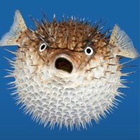 Pufferfish Employee Biggie Bryan's profile photo