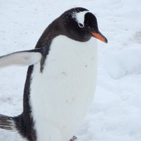 (retired) Employee William McNaughton's profile photo