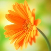 Providence Health & Services Employee Tonya Newman's profile photo