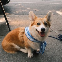 OpenAI Employee Andrew Wilkes's profile photo