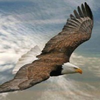 CHRISTENSENS PLANT CENTER Employee Larry Gore's profile photo