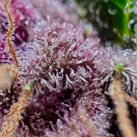 Cresco Labs Employee Mark Sturdevant's profile photo