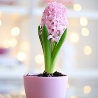 Cindy Fan Email