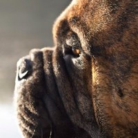 Harrie Gielens's profile photo