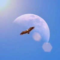 Moka智能化招聘管理系统 Employee Kevin Liu's profile photo