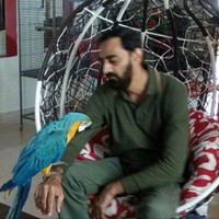 Sindh Institute of Urology and Transplantation Employee Asim Mahmood's profile photo