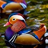 Ché Heron Email