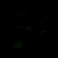 allplants Employee Mohamed Hassan's profile photo