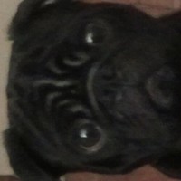 Del Posto Ristorante Employee Stan Sye's profile photo