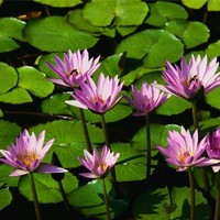 ALCC Employee Nadia Obeid's profile photo