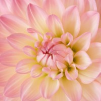 Oxygen Web Employee Tushali Vaishampayan's profile photo