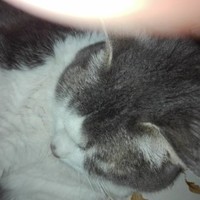 Woolf Employee Stefano Rossi's profile photo