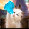 AngamTech Employee Suba Kutty's profile photo