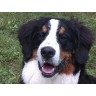 ChemWerth Inc. Employee Peter Werth's profile photo