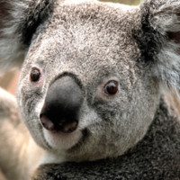 CB&I AREVA MOX Services, LLC Employee Steve Lucas's profile photo