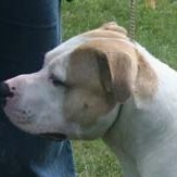 Schedevi Psykiatri Employee Lisbeth Hansson's profile photo