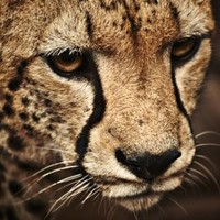 Maple Shelters Employee Vipul Misal's profile photo