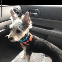 United Airlines Employee David Vargo's profile photo