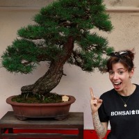 Bonsai Bar Employee Victoria Weaver's profile photo