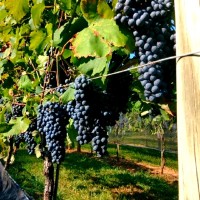 Childress Vineyards Employee Max Ferrell's profile photo