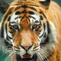 Ibe Chika Email & Phone Number