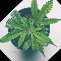 WEED Inc. dba Marijuana Farms Employee Mark Weed's profile photo