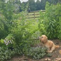 SAVAGE CONSTRUCTION Employee Shea Savage's profile photo