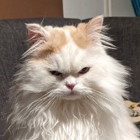 gutefrage.net GmbH Employee Dongha Lee's profile photo