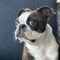 Acoma Animal Clinic Employee Tammy Marsh's profile photo
