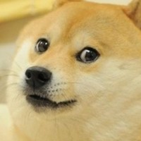 Gloo Employee Doge the Doge's profile photo
