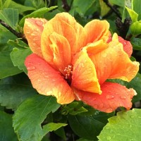 Susan Becerra Email & Phone Number