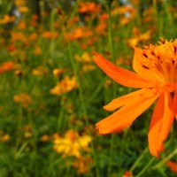 KaBloom Employee Emily Aring's profile photo