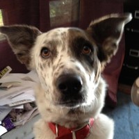 SXSW Employee Nick Barbaro's profile photo