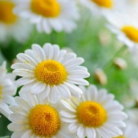 Logic Heart Employee Haneesha Reddy's profile photo