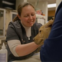 Temperance Animal Hospital Employee Jamie Jackson's profile photo