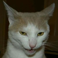 Buchanan Auto Park Employee Jf Richards's profile photo